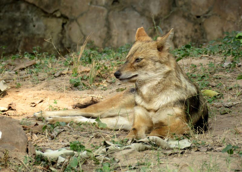 The Jackal stock image. Image of canis, desert, habitat - 95882879