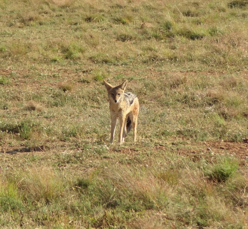 Jackal stock photo. Image of nature, habitat, wild, canine - 52661668