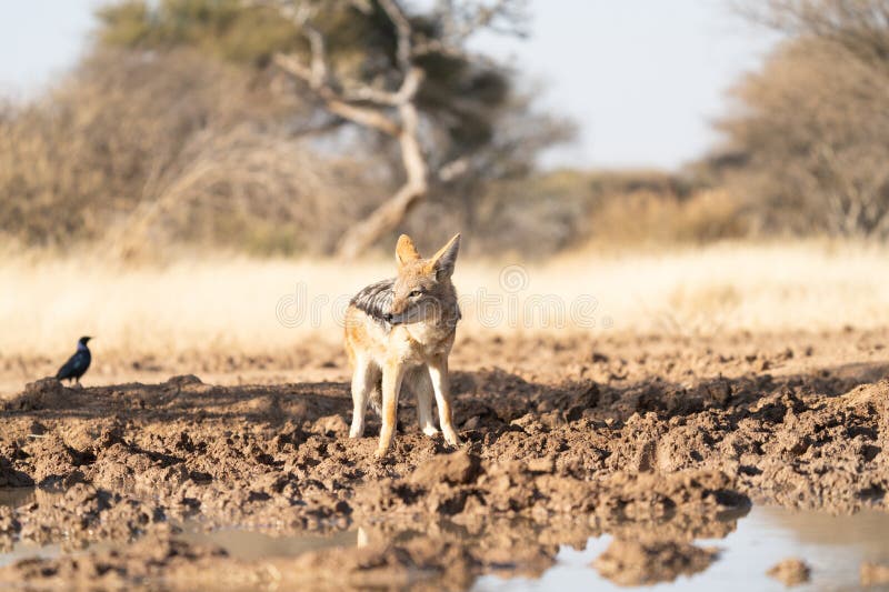 A jackal stock image. Image of hunt, close, mammal, blackbacked 269476843