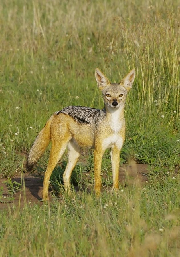 Jackal on the Serengeti plains, Tanzania