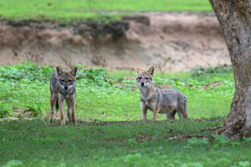 Jackals Family Captured in Yala Stock