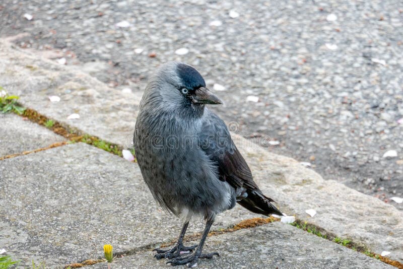 jackdaw fotografia stock libera da diritti jackdaw fotografia stock libera da diritti