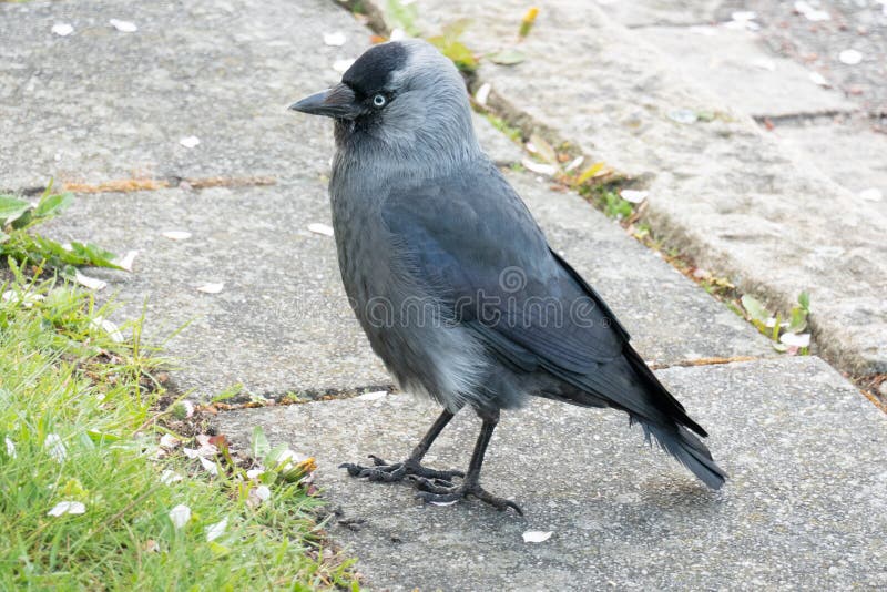 jackdaw immagine stock libera da diritti jackdaw immagine stock libera da diritti