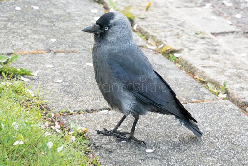 jackdaw immagini stock jackdaw immagini stock