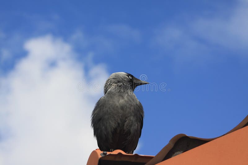 jackdaw fotografia stock libera da diritti jackdaw fotografia stock libera da diritti