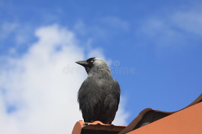 jackdaw immagini stock jackdaw immagini stock