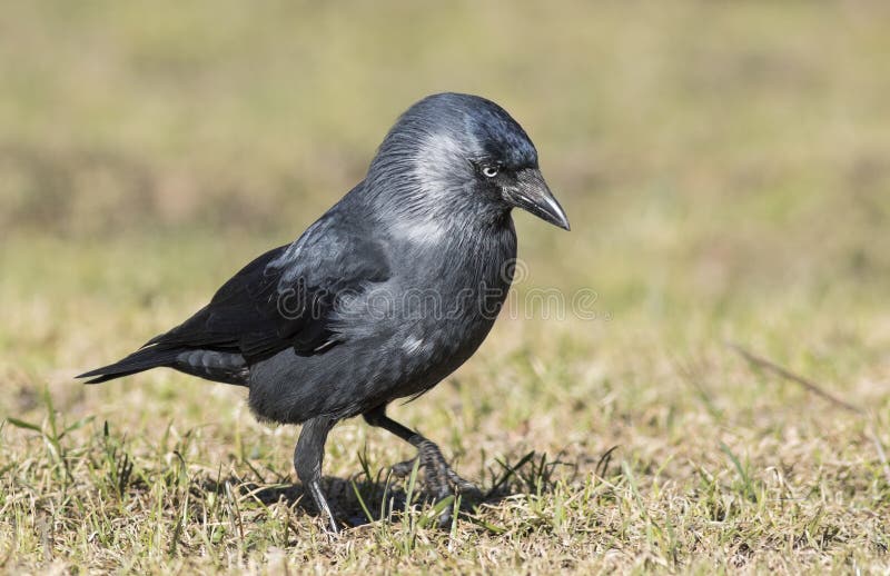 jackdaw fotografie stock jackdaw fotografie stock