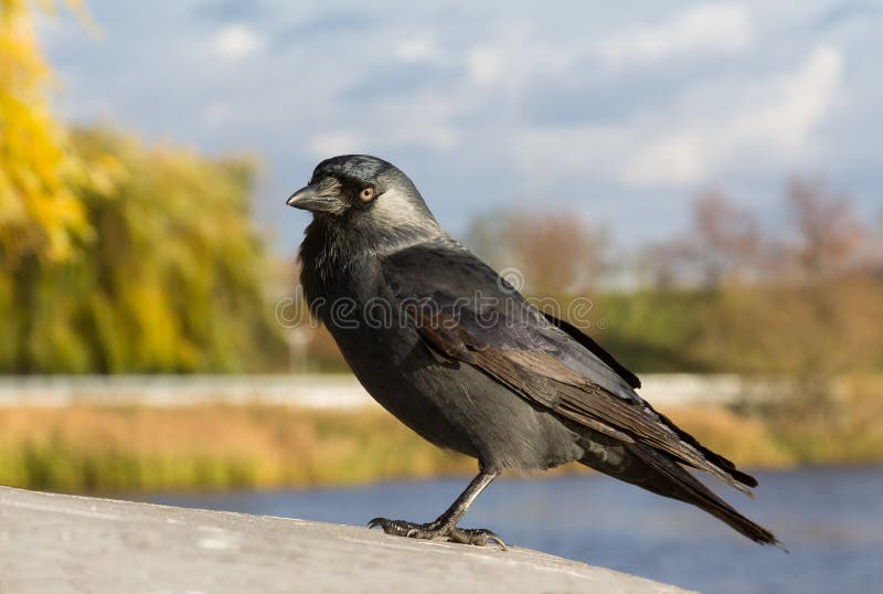 jackdaw fotografie stock libere da diritti jackdaw fotografie stock libere da diritti