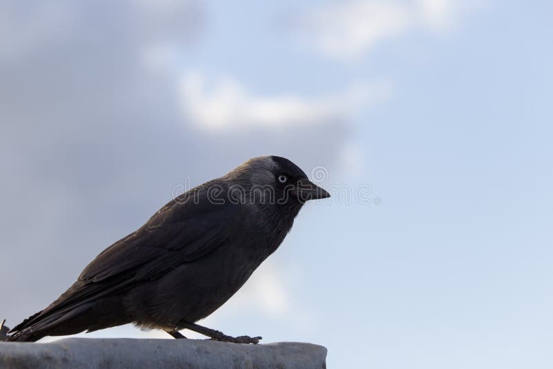 jackdaw fotografia stock jackdaw fotografia stock
