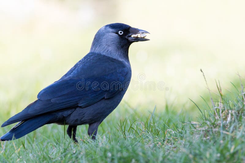 jackdaw fotografie stock jackdaw fotografie stock