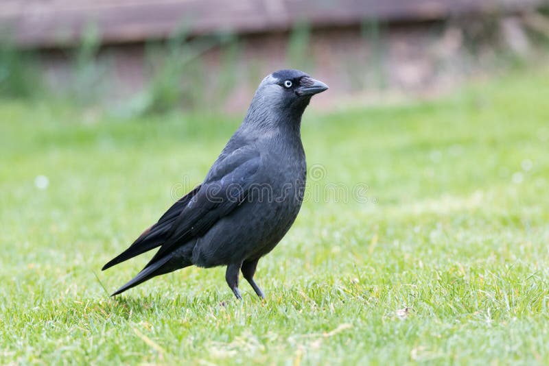 jackdaw immagini stock libere da diritti jackdaw immagini stock libere da diritti