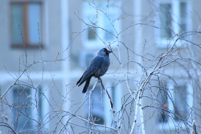 jackdaw fotografia stock jackdaw fotografia stock