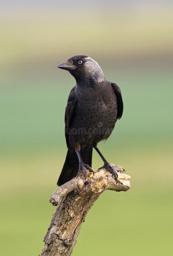 Jackdaw bird