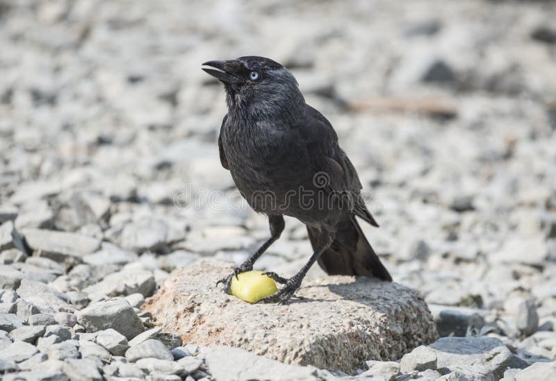 206 Jackdaw Bird Feeding Stock Photos Free & RoyaltyFree Stock Photos from Dreamstime