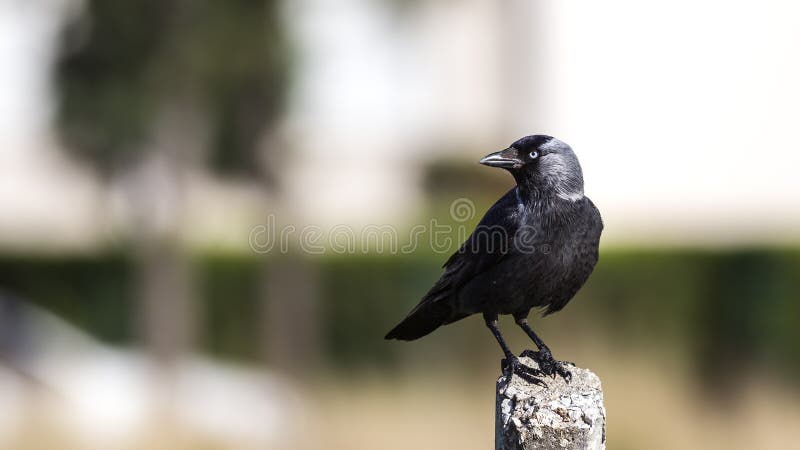 Jackdaw on Concrete Post royalty free stock photography