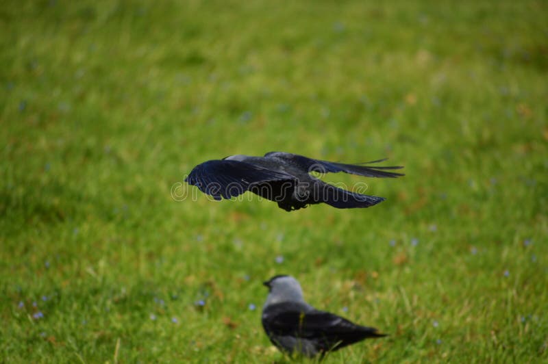 Look out below royalty free stock photography Look out below royalty free stock photography