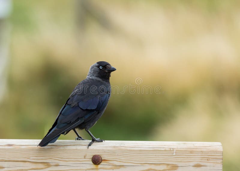 jackdaw Pájaro reclinación sobre la cerca de madera fotografía de archivo jackdaw Pájaro reclinación sobre la cerca de madera fotografía de archivo