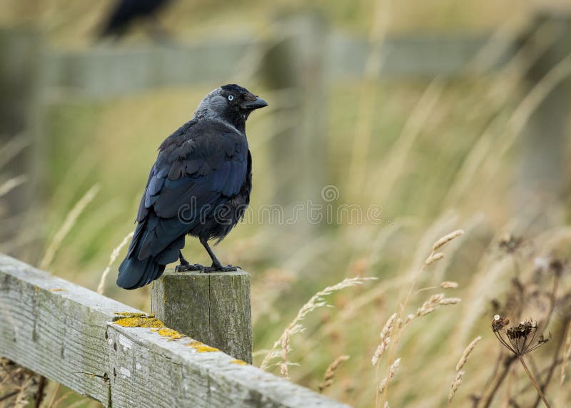 jackdaw uccello riposando sul recinto di legno fotografie stock jackdaw uccello riposando sul recinto di legno fotografie stock