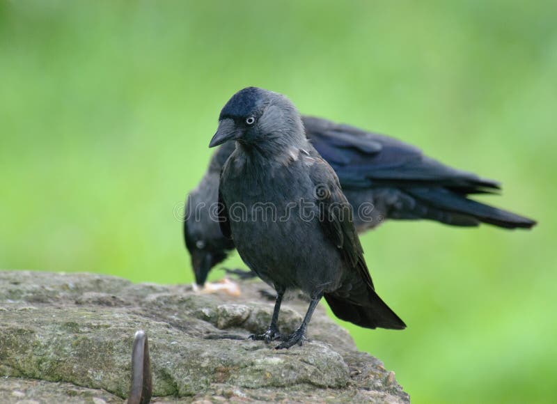 Jackdaws Corvus monedula