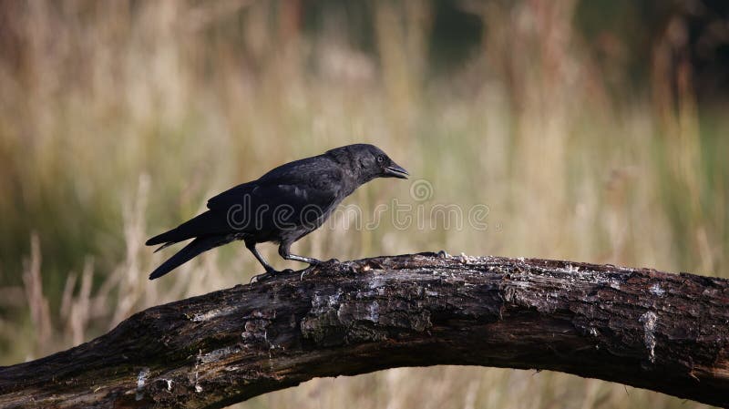 Jackdaws down on the farm across a variety of backdrops and perches