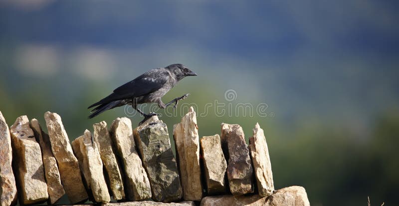 Jackdaws down on the farm royalty free stock photo