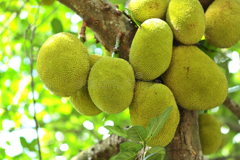 Jackfruit