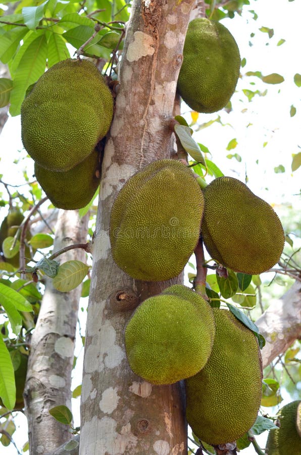 Jackfruit stock photo. Image of fruit, exotic, vitamins 24352066
