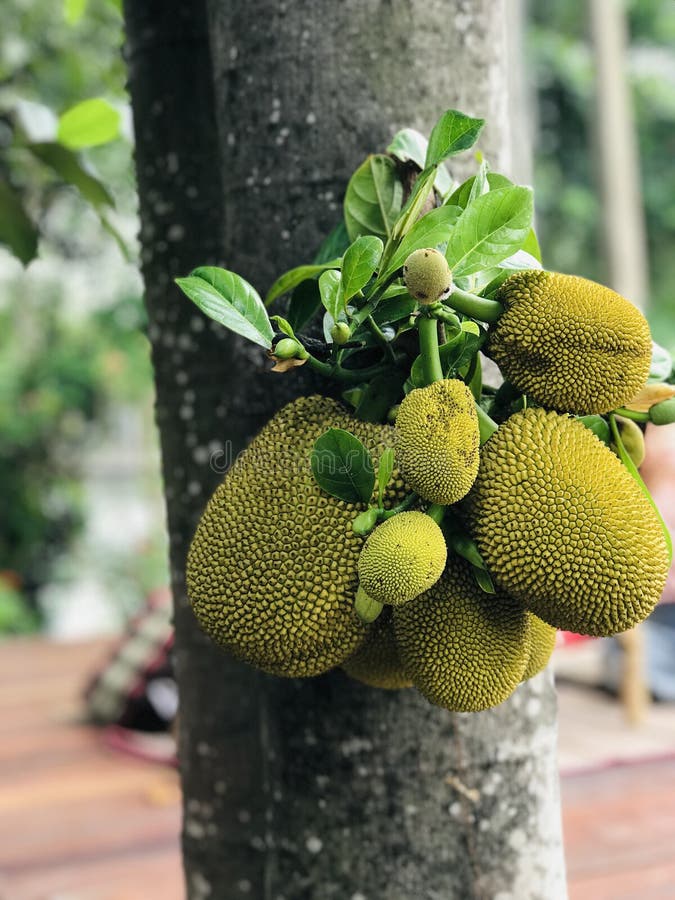 Jackfruit or Artocarpus Heterophyllus or Jack Tree Produce the Fruit