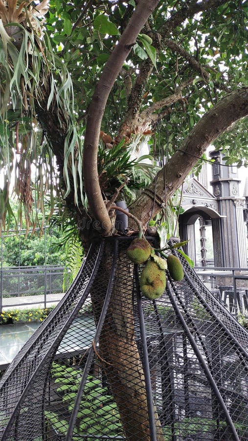 JACKFRUIT in a CAFE stock photo. Image of fruit, cafe 270019252