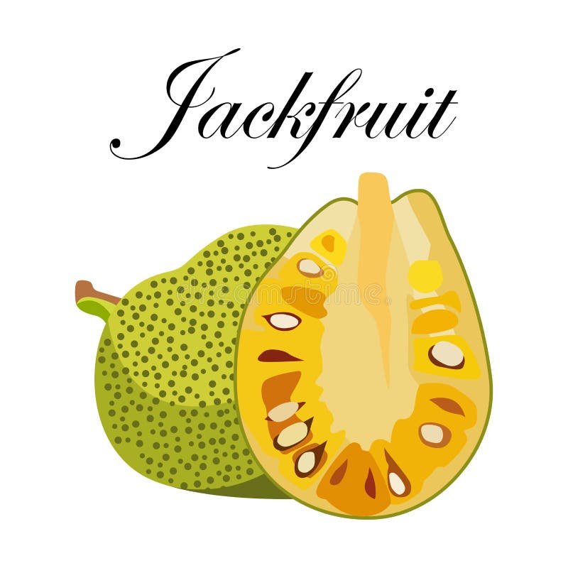Jackfruit, ejemplo del vector Fruta exótica Estilo a mano ilustración del vector Jackfruit, ejemplo del vector Fruta exótica Estilo a mano ilustración del vector