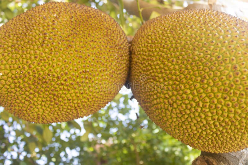 pomello fruit wiki pomello fruit wiki