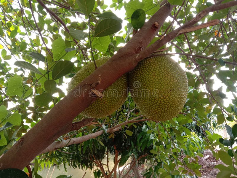 Jackfruit Fruit or Vegetable Branch Hanging on Tree Background Closeup