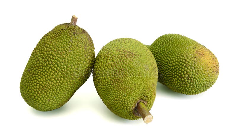 111 Giant Jackfruit Photos Free Royalty Free Stock Photos From Dreamstime
