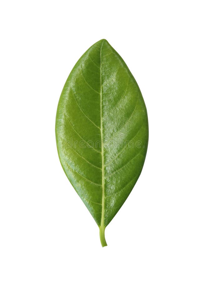 Large Green Leaf, Isolated on White Background Stock Photo Image of