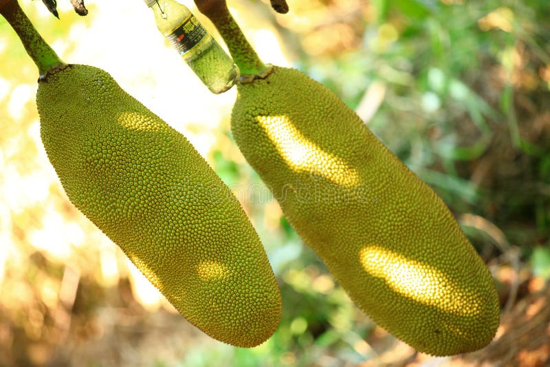 Jackfruit grow on tree stock image. Image of grow, flora 39377851