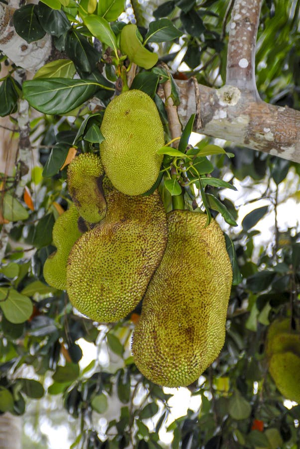 Jackfruit Hanging on a Tree in Jamaica Stock Image Image of produce