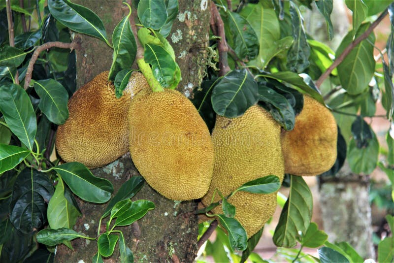 Huge Jackfruit Fruits in a Jackfruit Tree. Stock Photo Image of
