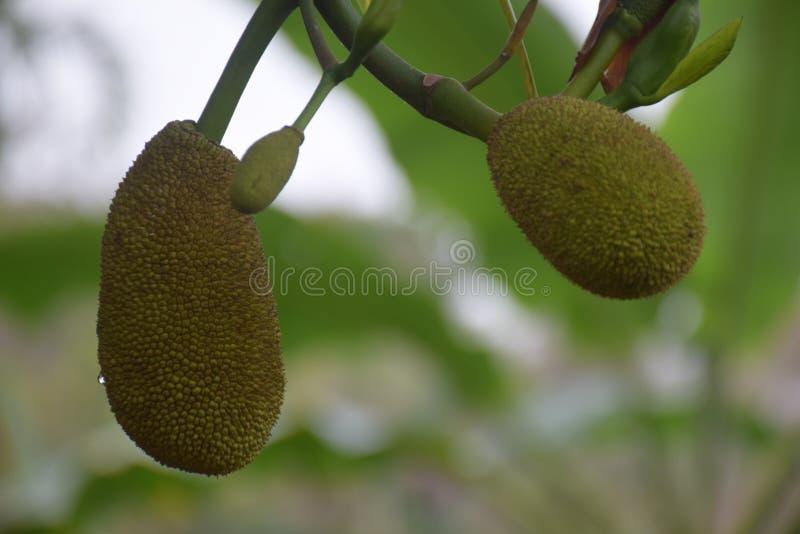 jackfruit royalty free stock photos jackfruit royalty free stock photos