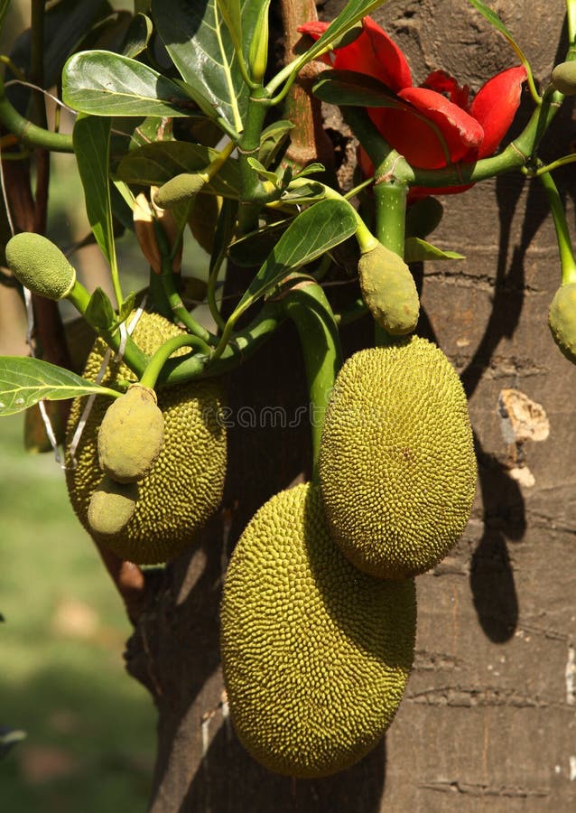 Jackfruit, India stock photo. Image of jackfruit, green 16914704