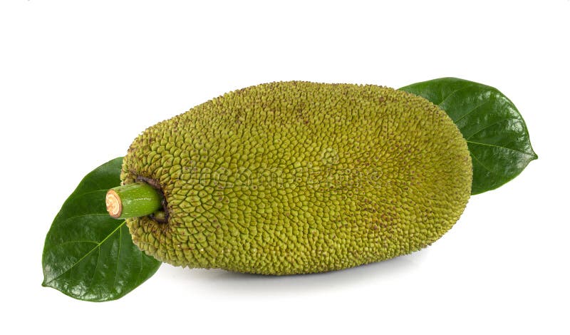 Jackfruit Isolated on White Background Stock Photo - Image of white