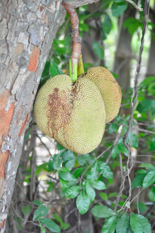 Jackfruit, jackfruit tree stock image. Image of artocarpus 153372291