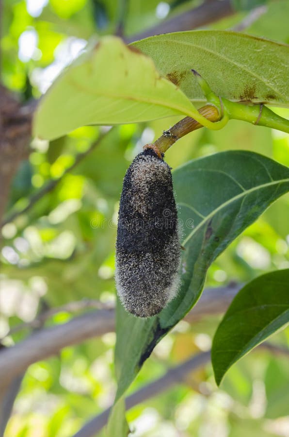 Jackfruit Rhizopus Rot Disease Stock Image Image of nature, isolated