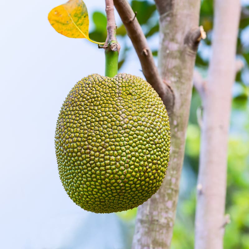 Ripen Jackfruit stock photo. Image of jack, single, sweet 13098862