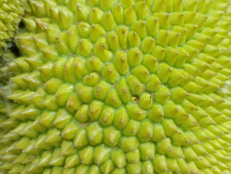 Jackfruit skin close up stock photo. Image of agriculture 251006928