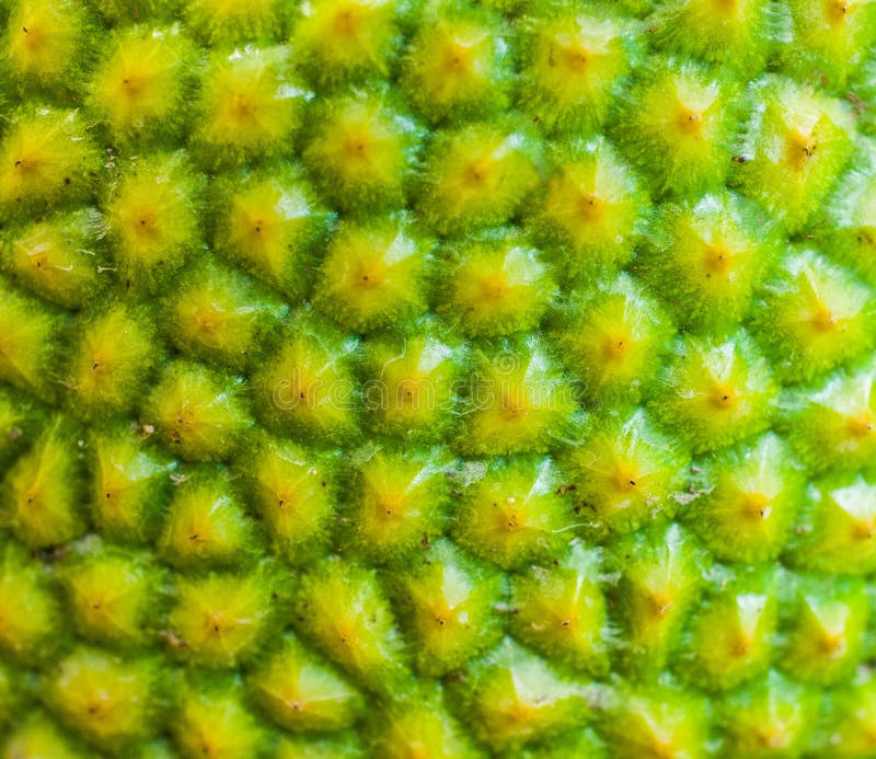 Jackfruit skin stock photo. Image of hexagonal, fresh 31349778