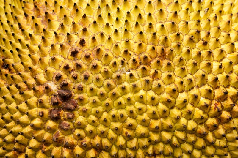 Jackfruit skin texture stock image. Image of fruit, food 25625205