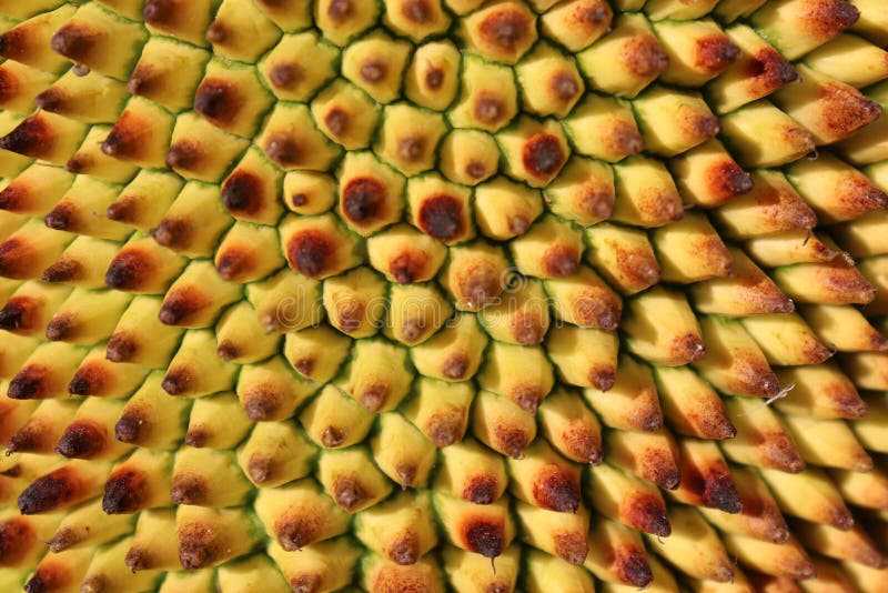 Jackfruit, A Rough Skin With Sweet Taste On The Tree Stock Image