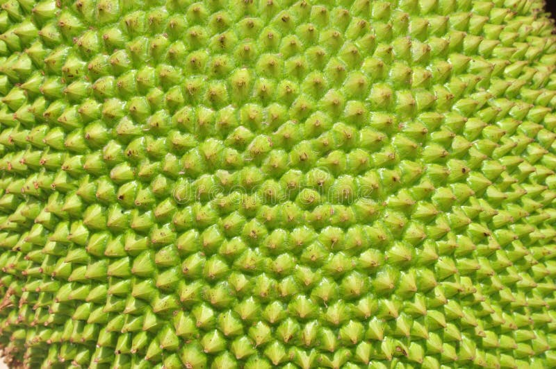 Jackfruit surface