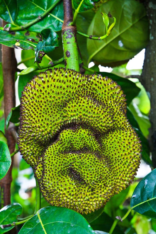 Jackfruit in Thailand