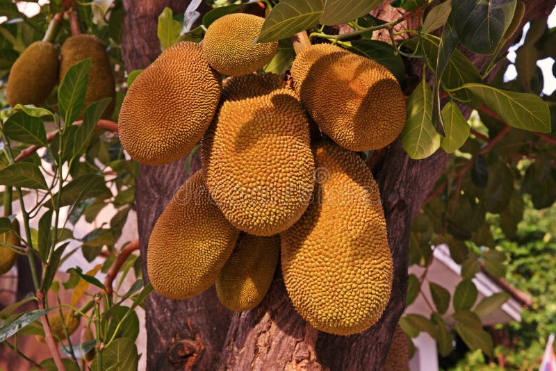 Young Jackfruit Infested by Fung, Plant Disease Stock Image Image of